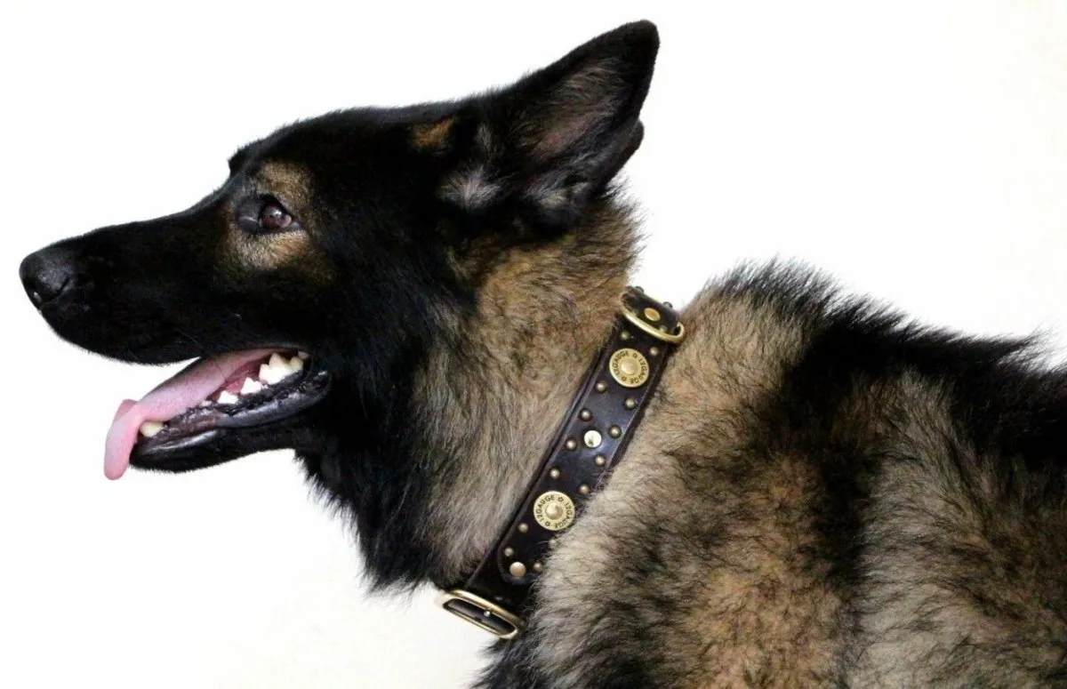 Legend Leather Dog Collar