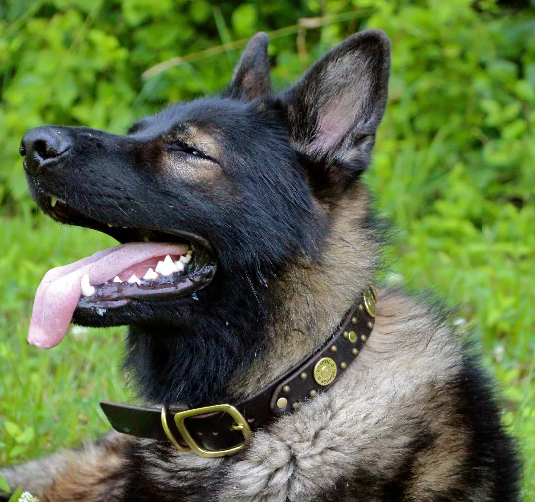 Legend Leather Dog Collar