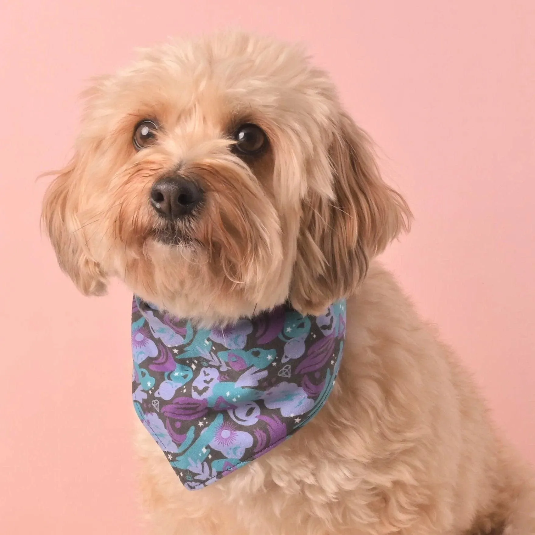 Spooky Magic Pet Bandana