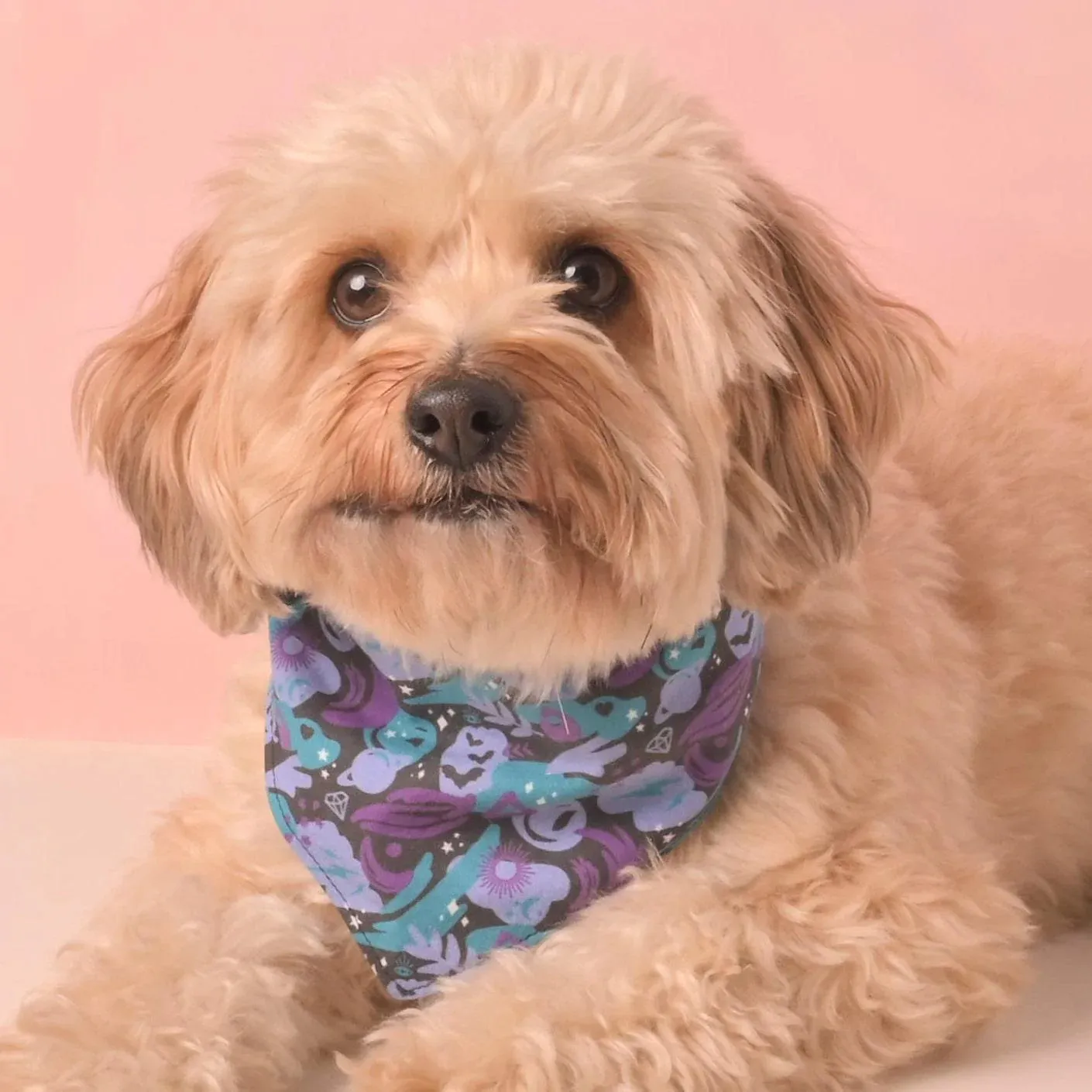 Spooky Magic Pet Bandana