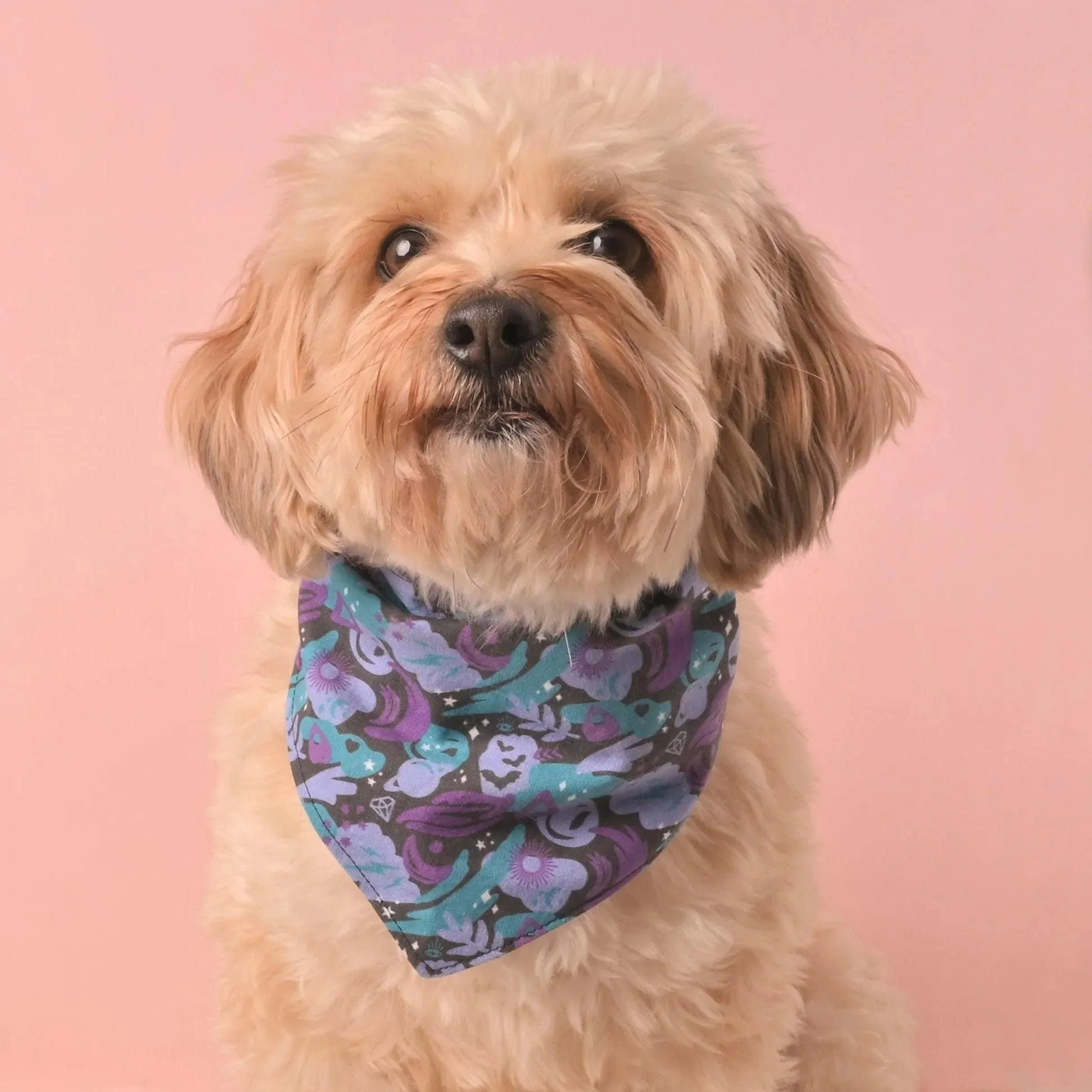 Spooky Magic Pet Bandana